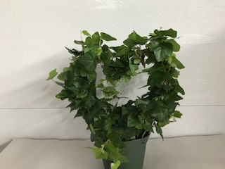6" IVY HEART