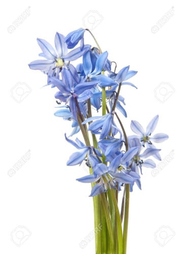 Scilla Blue by
