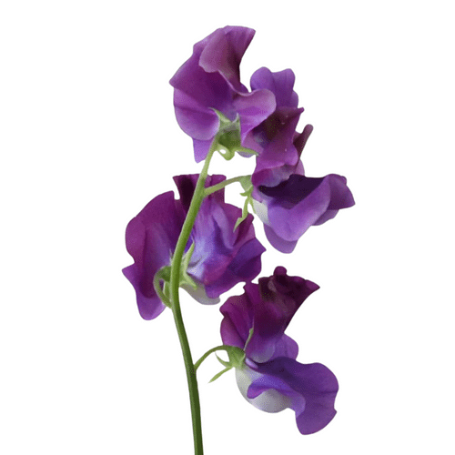 30d0821f-93f1-4d4a-a205-515da11b2a42.png Sweet Pea Cape holl(purple) - Image 1