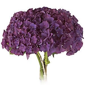 Hydrangea Purple quick