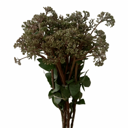 Sedum Purple cramer