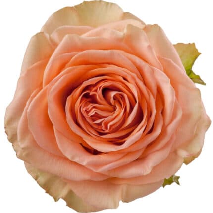 Rose Country Home 40cm rprima