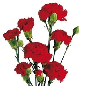 CarnMini Red continental