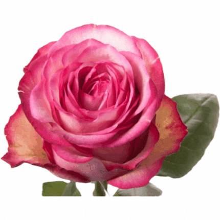 Rose Carousel 50cm native
