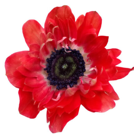 Anemone Red chile fullstar
