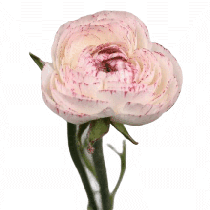 Ranunculus Cappucino holl