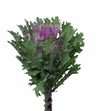 Kale Crane Queen holl(st)