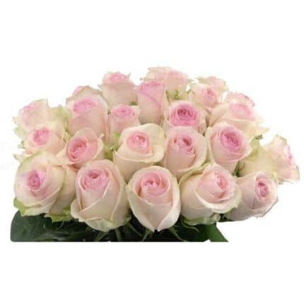 Rose Senorita 60cm ecuanros