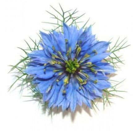 Nigella regional