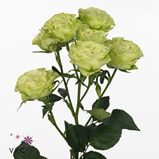 RoseSpray GreenArrow cont fl