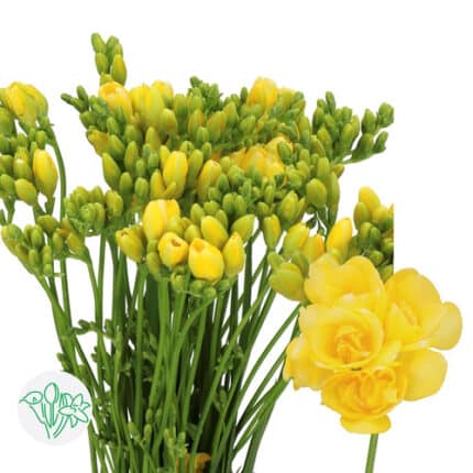 Freesia Dbl Marseille hol