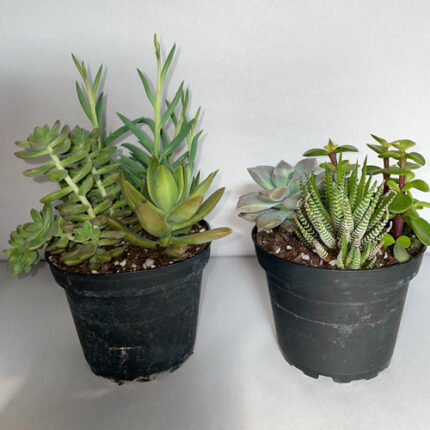 4" SUCCULENT GARDEN