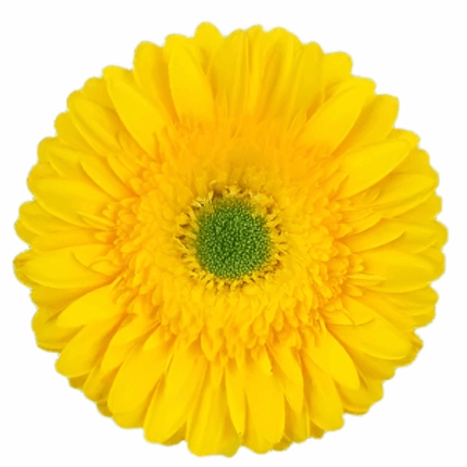 Gerber Mimosa Yellow UFD