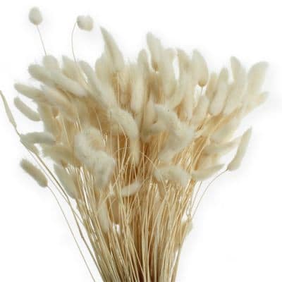 Lagurus Bleached holl