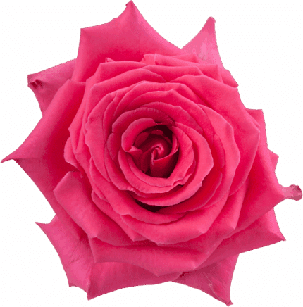 Rose Full Monty 60cm tessa