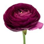 Ranunculus Violet flboard