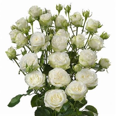 RoseSpray Miss Bombastic holl