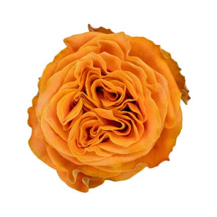 Rose Copper Kiss 40cm rprima