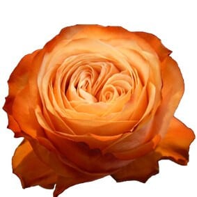 Rose Kahala 40cm much
