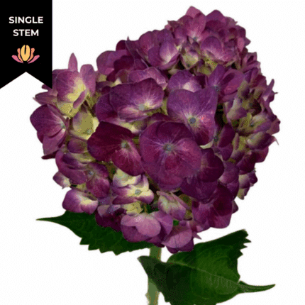 Hydrangea Purple bella (stem)