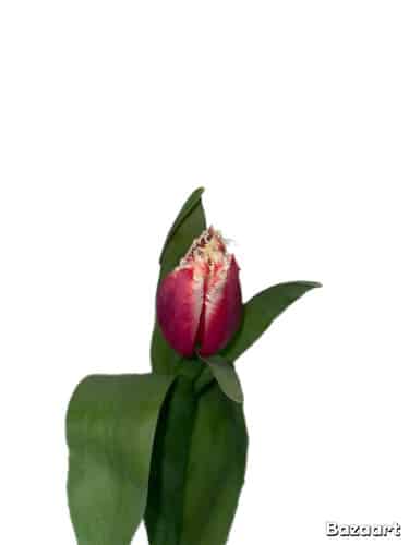Tulip Frill Mauve Wht Tip holl