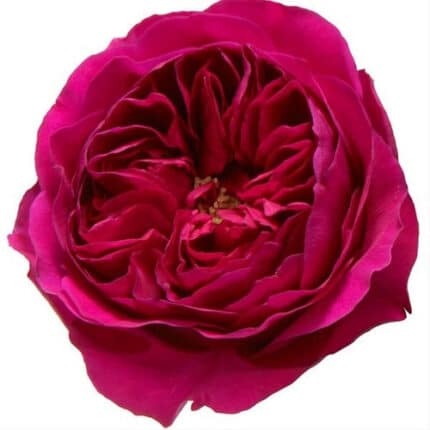Rose Garden Darcy holex