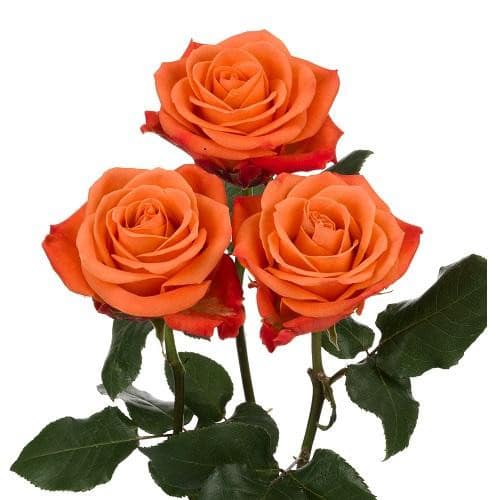 31f199c6-4b6d-4a6f-b121-0a6c7158ffbf.jpg RoseSpray Org Success rprima - Image 1