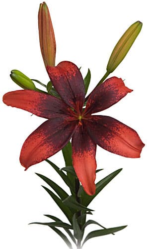 La tango lily s.v.