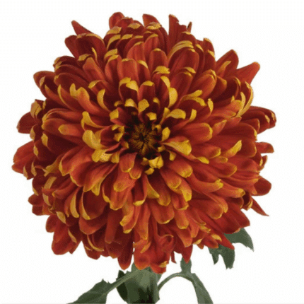 Mum Football Blaze multiflora