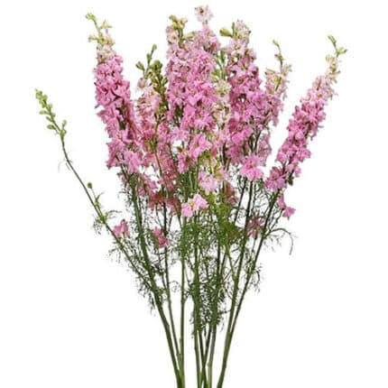 Larkspur Ht Pink esmeralda