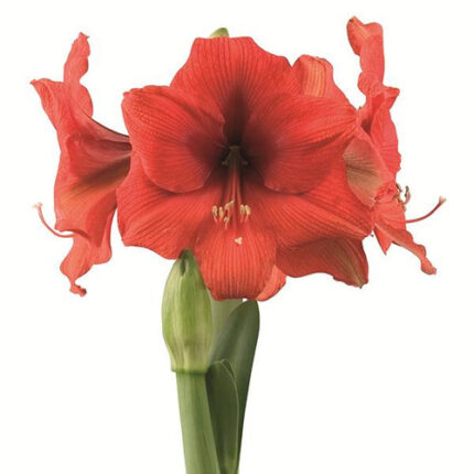 Amaryllis GoldMedal holl(st) o