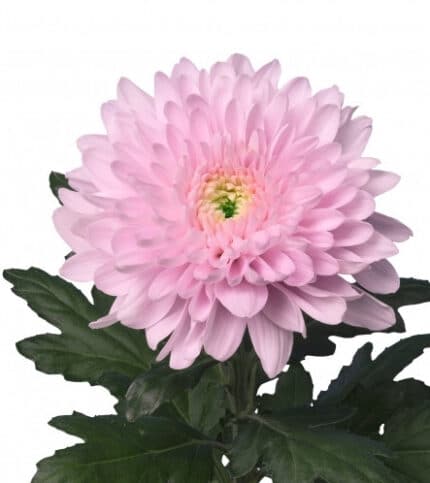 Mum Cremon Petrushka interflor