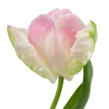 Tulip Creme Pk Parrot v.d.