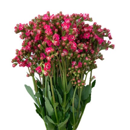 Kalanchoe Sweet Pink florisol(
