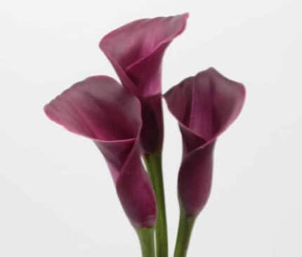 Calla Sumatra fresca(burg)