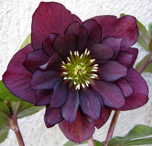 323a4277-8e00-46ae-be0e-57e38176a665.jpg Helleborus Oriental Burgundy St - Image 1