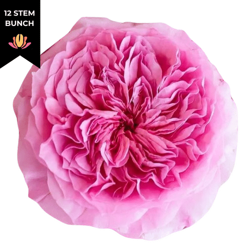 3245bf76-e96d-4d0c-b7fc-34f7e9f3f55b.png Rose Gdn Millicent rprima (12st) - Image 1