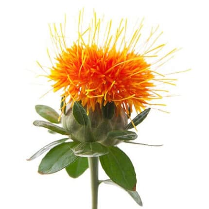 SAFFLOWER tutuli