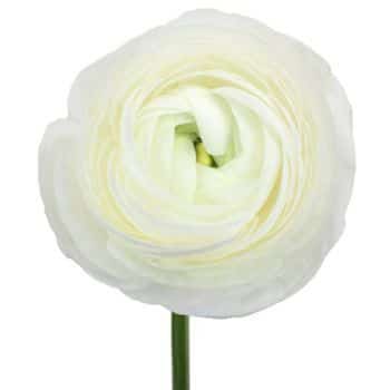 Ranunculus White by