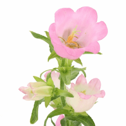 Campanulua Pink esmeralda supx(5st)