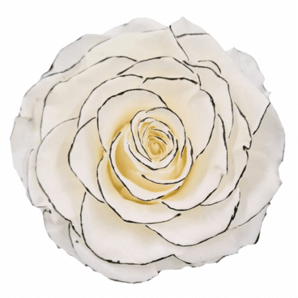 Rose Preserved White w/ Black