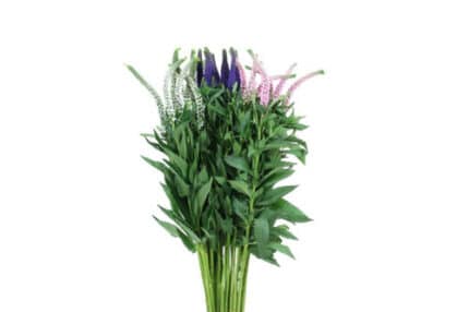 Veronica Asst(12case)holex
