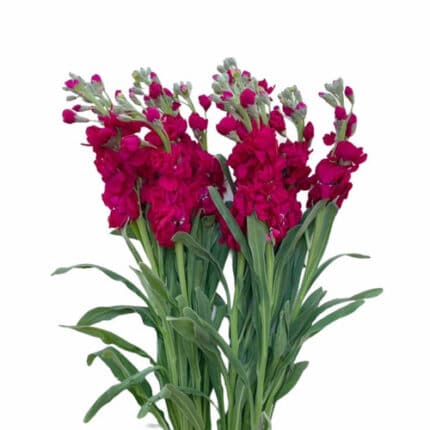 Stock Burgundy misty - STO BUR