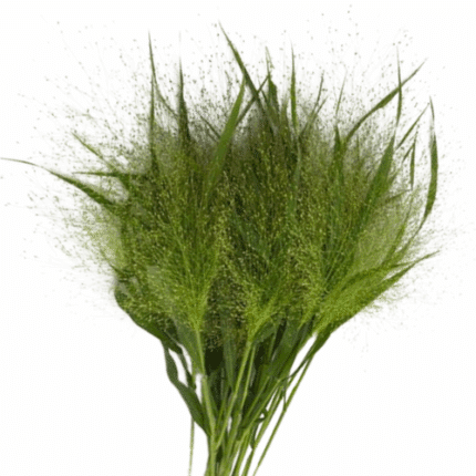 Grass Explosion paradise