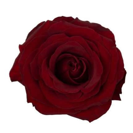 Rose Black Pearl 40cm rprima