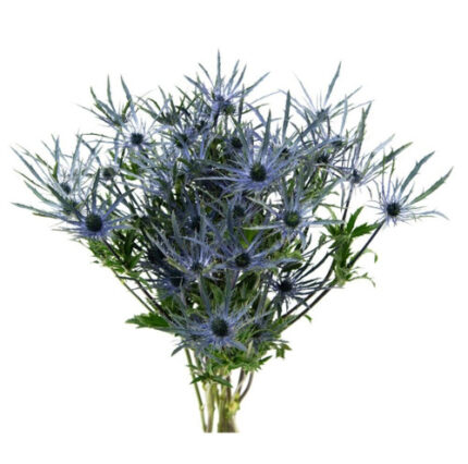 Eryngium Alpinium holl