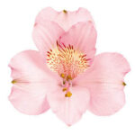 Alstro.Primadonna mia