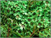 Waxflower Gold  misty