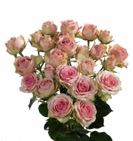 RoseSpray Dinara sole