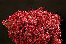 Pepperberry Berriless regiona
